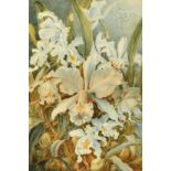 A 19th Century botanical watercolour of white Orchids, signed, monogrammed and dated 1897, 15" x