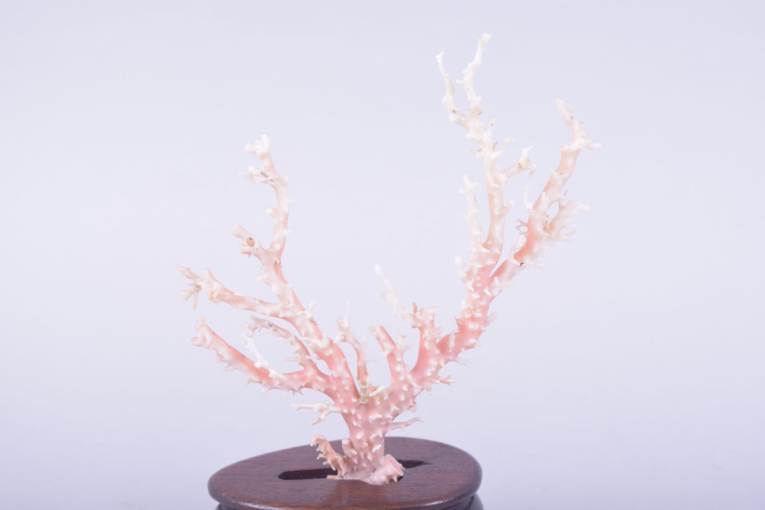 A NATURALISTIC CORAL SPECIMEN, mounted to a hardwood base, overall height 17cm. - Image 5 of 6