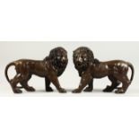 A GOOD PAIR OF BRONZE STANDING LIONS 12ins long.