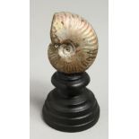 A PEARLY AMMONITE 2.5ins, on a wooden stand.