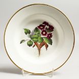 A 19TH CENTURY SPODE PLATE painted with a botanical specimen of a Mountain Primula, titled in red