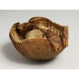 AN ARMADILLO SPECIMEN as a basket. 8ins