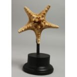 A STARFISH SPECIMEN, 4ins on a wooden stand.