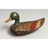 A PAINTED WOOD DECOY DUCK, possibly American. 12ins long.