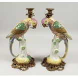 A PAIR OF PORCELAIN PARROT CANDLESTICKS on ormolu bases.