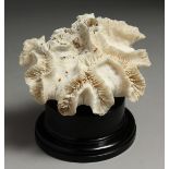 A LARGE WHITE CORAL 6ins on a wooden stand.