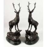 AFTER JULES MOIGNIEZ. A LARGE PAIR OF BRONZE STAGS on bases with marble plinth. 26ins high.