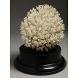 A LARGE WHITE CORAL SPECIMEN, 7ins on a wooden stand.