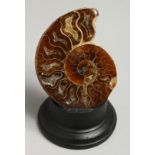 A POLISHED AMMONITE, 4ins on a wooden stand.