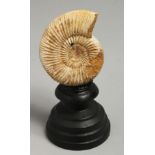 AN AMMONITE SPECIMEN, 2.5ins on a wooden stand.