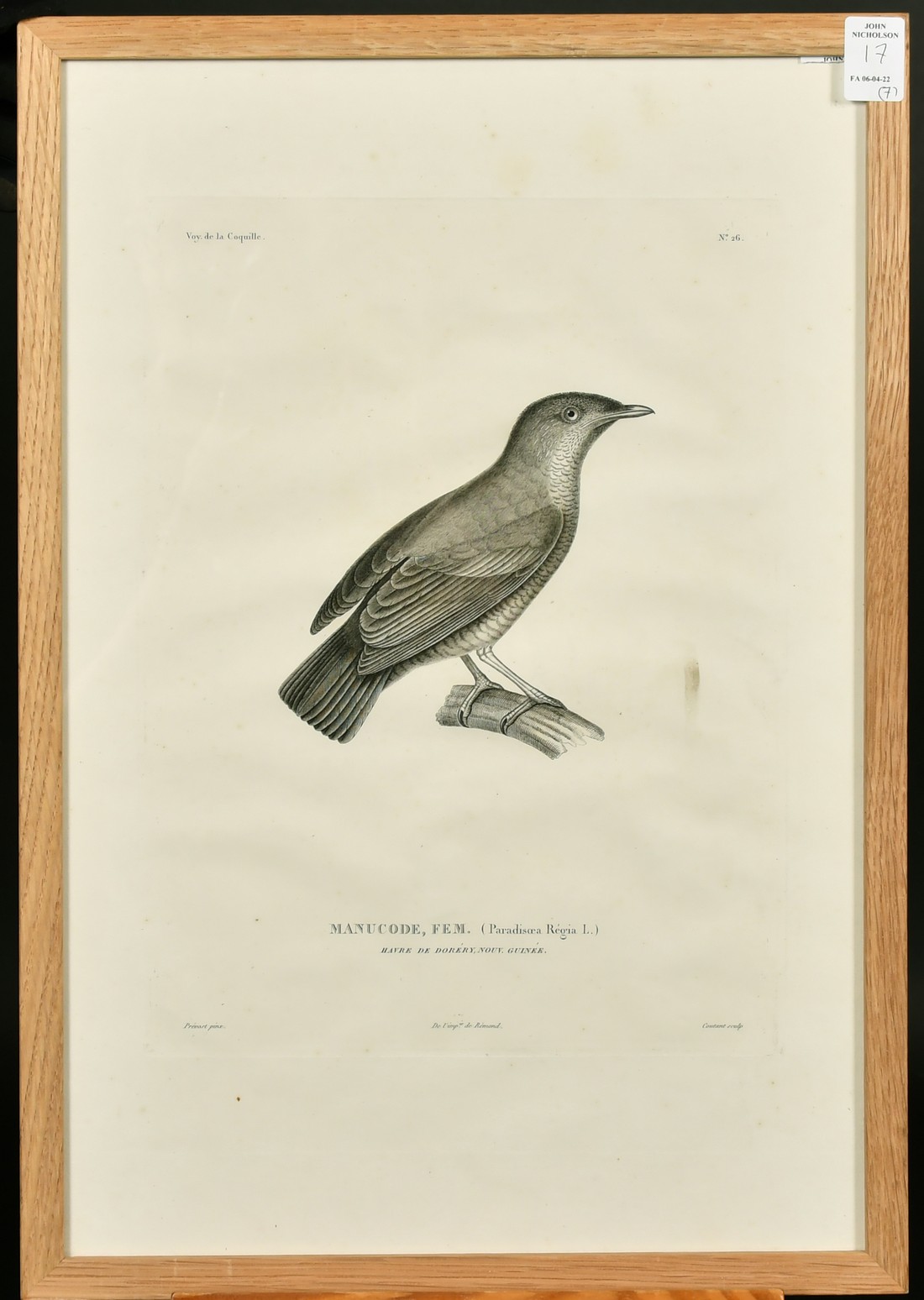 Coutant after Pretre, a group of seven ornithological plates from the voyage de la Coquille, each - Image 2 of 8