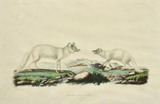 A group of three 19th Century hand coloured natural history engravings (3).