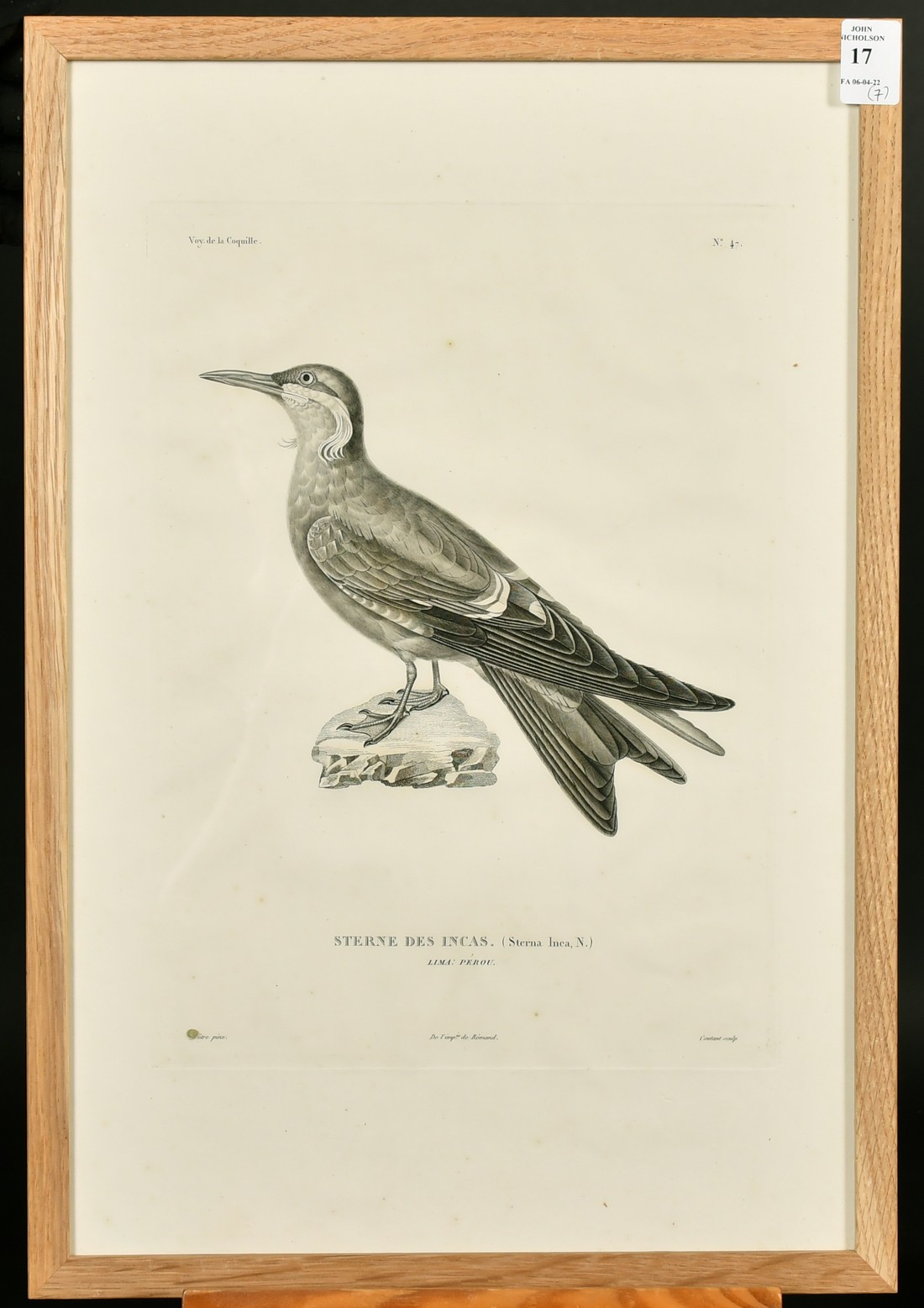 Coutant after Pretre, a group of seven ornithological plates from the voyage de la Coquille, each - Image 4 of 8