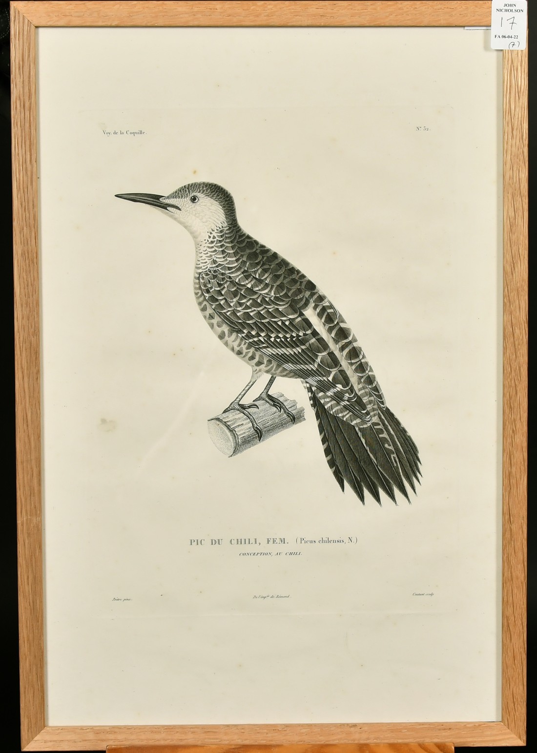 Coutant after Pretre, a group of seven ornithological plates from the voyage de la Coquille, each - Image 6 of 8