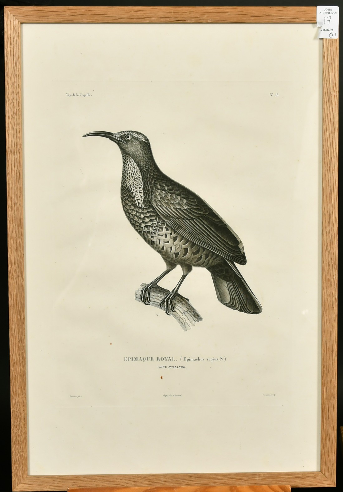 Coutant after Pretre, a group of seven ornithological plates from the voyage de la Coquille, each - Image 8 of 8