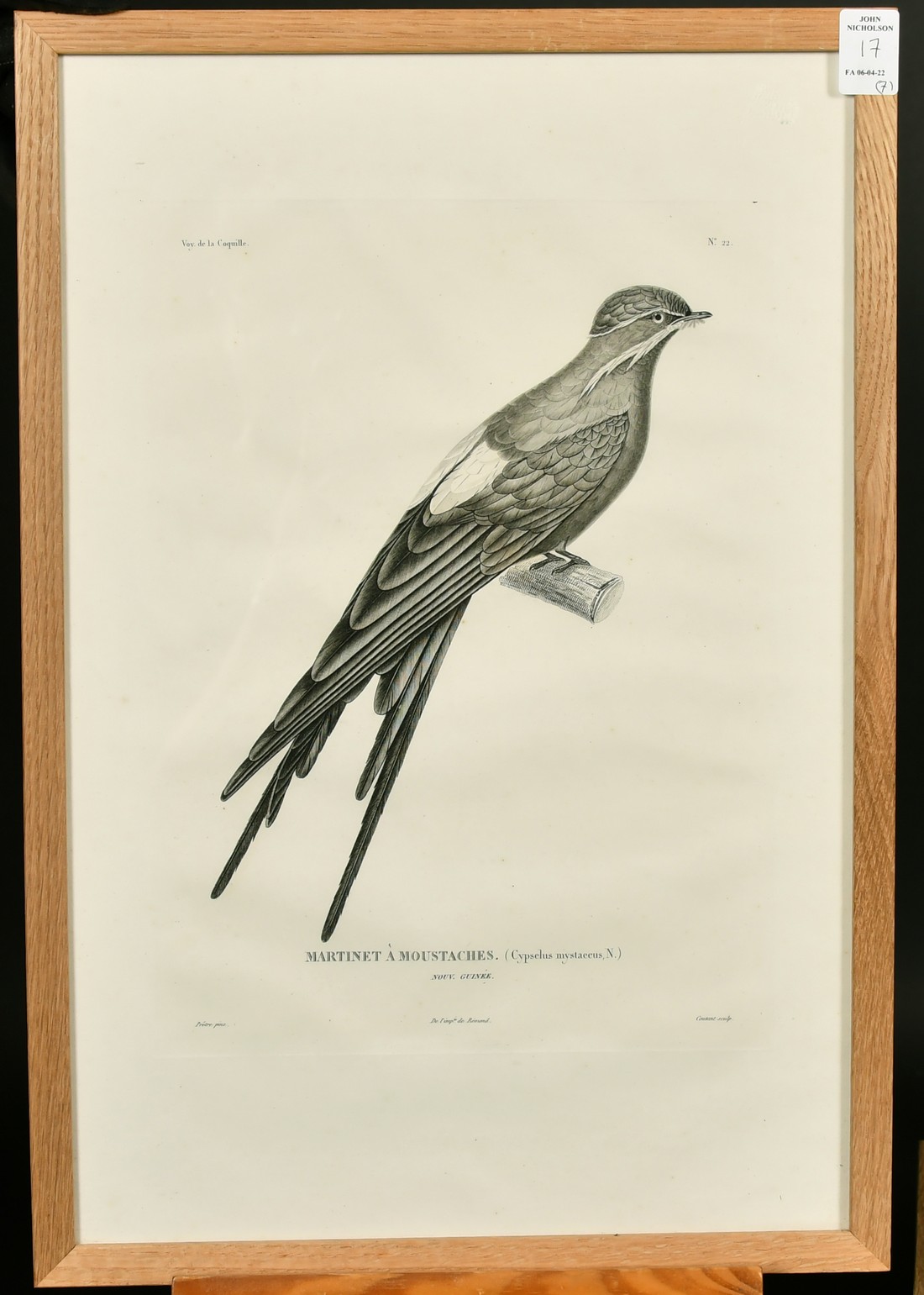Coutant after Pretre, a group of seven ornithological plates from the voyage de la Coquille, each - Image 7 of 8