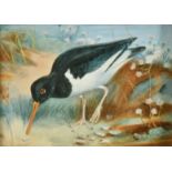 Circle of Archibald Thorburn, An Oystercatcher in sand dunes, watercolour on raised relief