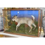 A stuffed and mounted Muntjac deer, in a purpose made display case with naturalistic setting.