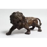 A BRONZED MODEL OF A SNARLING LION. 12.5ins long.