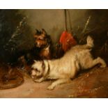 Attributed to George Armfield (1808-1893) British, Terriers teasing a trapped Rat, oil on canvas,