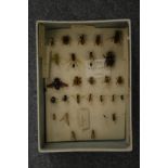 A box containing a collection of bees and other bugs.