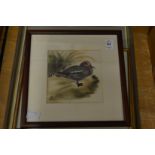 Four watercolours depicting various birds.