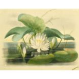 A 19th Century, Botanical study of a water lily and damselflies, watercolour, 11" x 15".