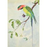 A collection of natural history prints and a few watercolours, mostly flowers and birds, from 8" x