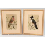 A PAIR OF FRAMED AND GLAZED MEXICAN FEATHER PICTURES OF BIRDS. 8ins x 5.5ins.