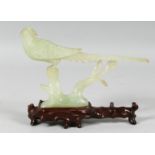 A CHINESE CARVED JADE MODEL OF A PHEASANT on a fitted hardwood stand. 21cm long