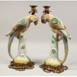 A LARGE PAIR OF PORCELAIN ORMOLU MOUNTED PARROT CANDLESTICKS. 16ins high.