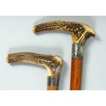 TWO GOOD VICTORIAN WALKING STICKS with bone handles and silver bands. 35ins long.