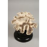 A LARGE CORAL SPECIMEN on a wooden stand. 6ins long.