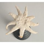 A SEA STAR SPECIMEN on a wooden base. 4ins wide