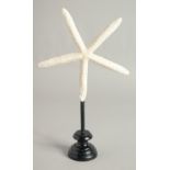 A SEA STAR SPECIMEN on a wooden base. 8ins wid.