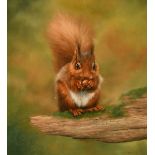 Carl Andrew Whitfield (b. 1953) British, 'Red Squirrel', a red squirrel clasping a nut, oil on