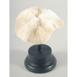 A MUSHROOM CORAL SPECIMEN. 4.5ins across, on a wooden base.