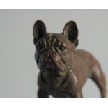 A BRONZE BULL DOG.