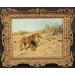 Arthur Wardle (1864-1949) British, Lion in the Savannah, oil on canvas, signed, 12" x 16" (31 x