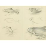 Archibald Thorburn (1860-1935) British, pencil study of porpoises and dolphins, signed with initials