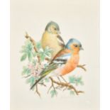 Ella Bruce (20th Century) Chaffinch on a branch, watercolour, signed in pencil, 9" x 7.75", (23x19.