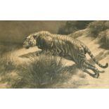 Herbert Thomas Dicksee (1862-1942) British, A crouching tiger, etching, signed in pencil, with blind