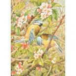 Ella Bruce (20th Century, Bluetits and blossom, watercolour, signed, 9.5" x 7.5", (24x19cm) (