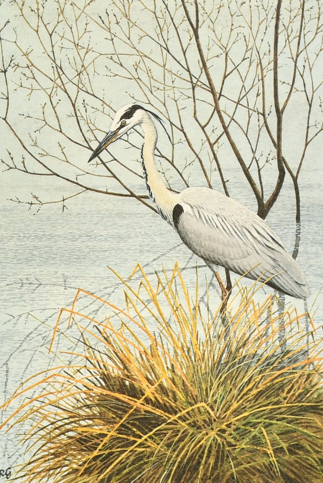 Robert Gillmor, Heron on a riverbank, colour print, numbered 106/200 and signed in pencil, 7.75" x