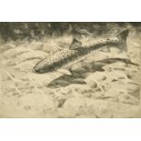 Charles Tunnicliffe, Rainbow Trout, etching, signed in pencil, 6" x 8.75", (15.5x22.5cm) (