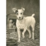 Thomas Blinks, etching of a Jack Russell terrier, 23.5" x 17.75", (60x43cm) and 6 other engravings