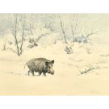 Early 20th Century German School, a wild boar walking through a winter landscape, watercolour,