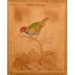 After Johan Michael Seligmann, three 19th Century watercolours on silk of exotic birds after the