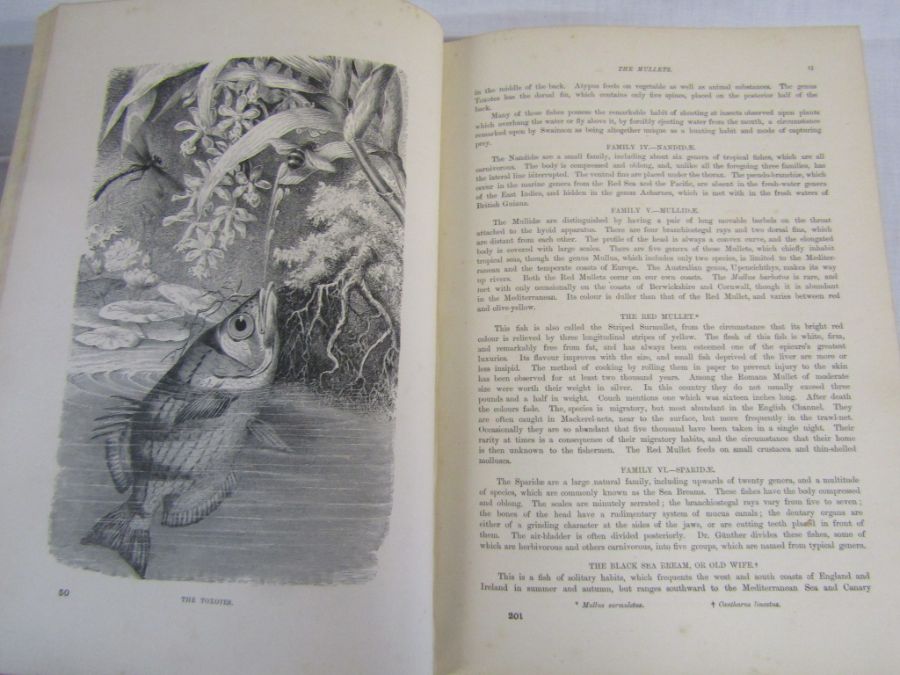 Cassell's Natural History Volumes 1-6 Illustrated leather bound books and Burrows Handy Guide to - Image 20 of 24