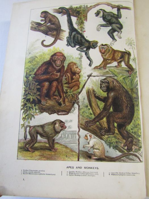 Cassell's Natural History Volumes 1-6 Illustrated leather bound books and Burrows Handy Guide to - Image 6 of 24
